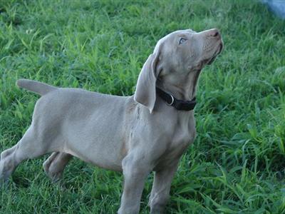 Puppies in OK