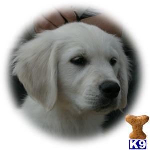 Puppies in KY