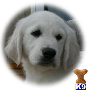 Puppies in KY