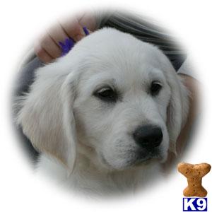 Puppies in KY