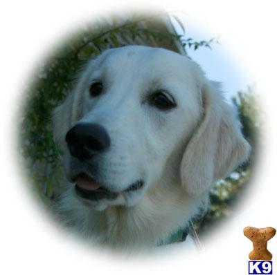 Dogs for Sale in KY