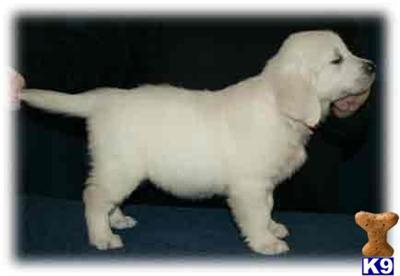 Puppies in KY