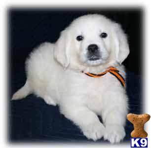 Puppies in KY