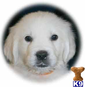 Puppies in KY