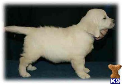 Puppies in KY