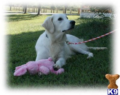 Dogs for Sale in KY