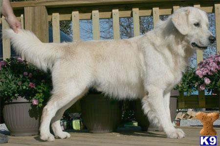 Dogs for Sale in KY