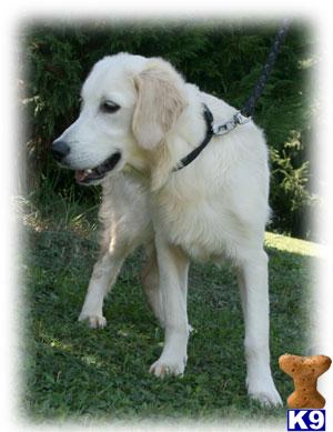 Dogs - Golden Retriever
