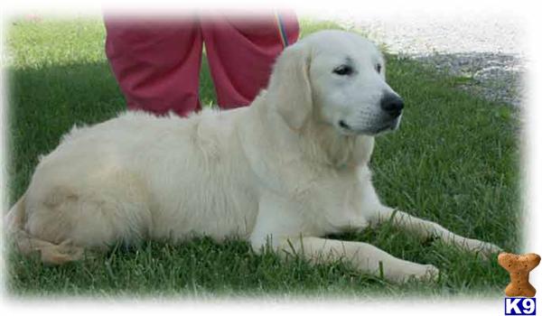 Dogs for Sale in KY