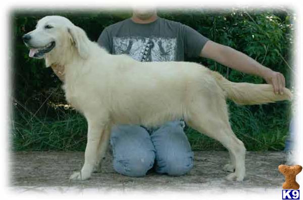 Dogs for Sale in KY