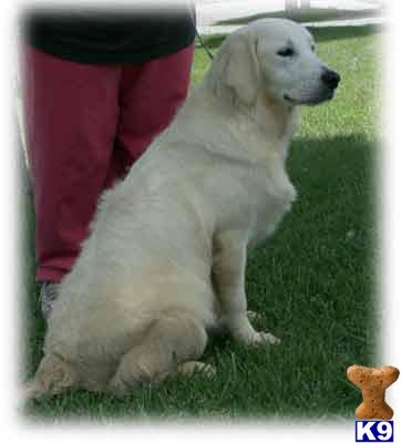 Dogs for Sale in KY