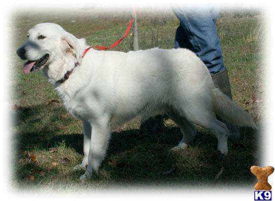 Dogs for Sale in KY
