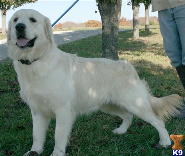 Dogs for Sale in KY
