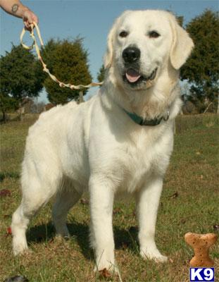 Dogs for Sale in KY