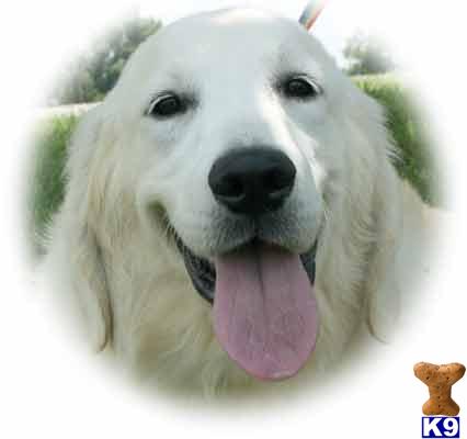 Dogs for Sale in KY
