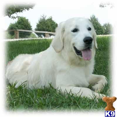 Stud Dogs in KY