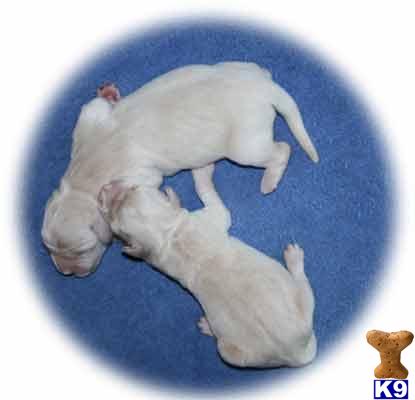 golden retriever puppies in the snow. Golden Retriever Puppies in KY