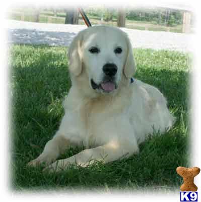 Dogs for Sale in KY