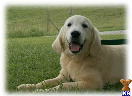 Dogs for Sale in KY