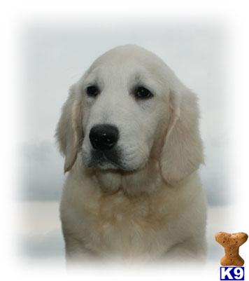 Dogs for Sale in KY