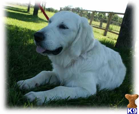 Dogs for Sale in KY