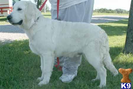 Stud Dogs in KY