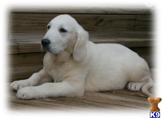 Dogs for Sale in KY