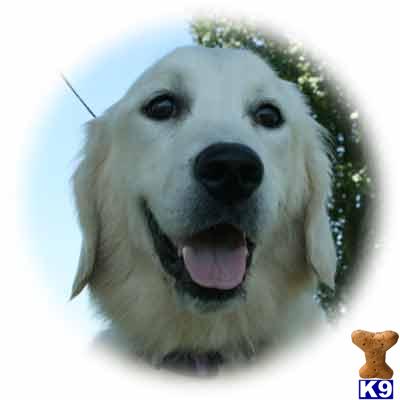 Dogs for Sale in KY