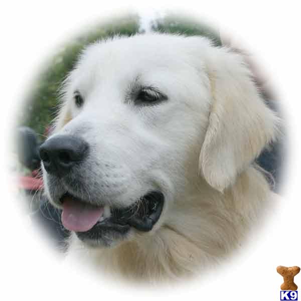 Dogs for Sale in KY