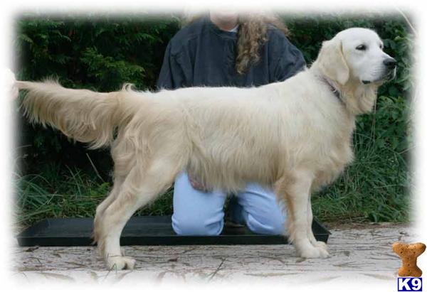 Dogs for Sale in KY