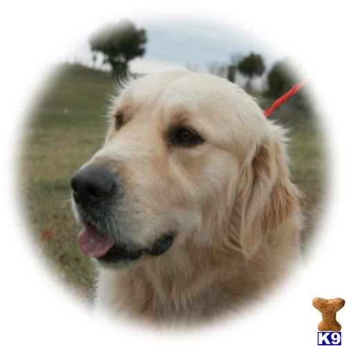 Dogs for Sale in KY