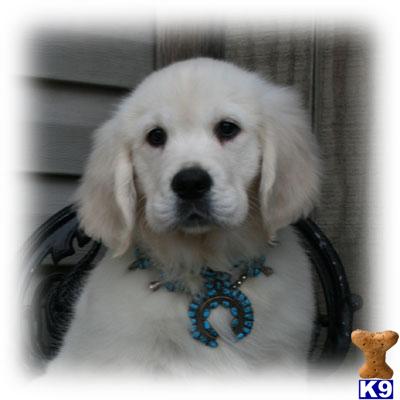 Golden Retriever Puppies