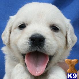 Golden Retriever Puppies