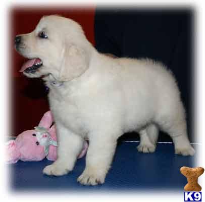 Golden Retriever Puppies