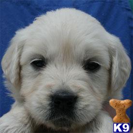 Golden Retriever Puppies