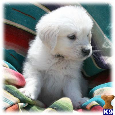 Puppies in AZ