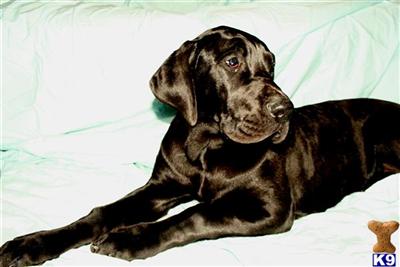 Puppies in ID