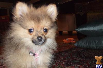 Stud Dogs - Pomeranian