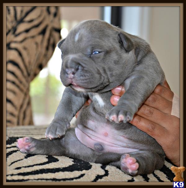 Puppies in WA