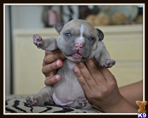Puppies in WA