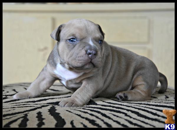 Puppies in WA