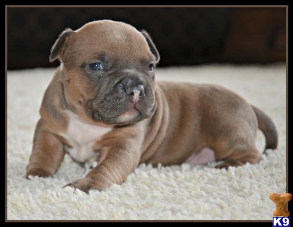 Puppies in WA