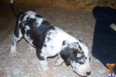Puppies in CA