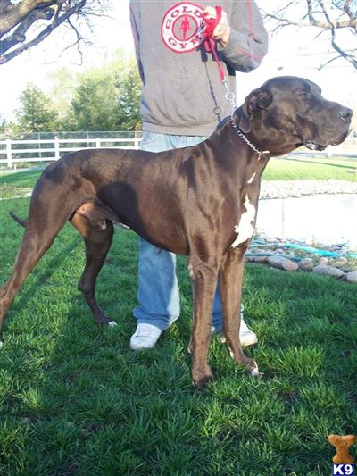 Stud Dogs - Great Dane