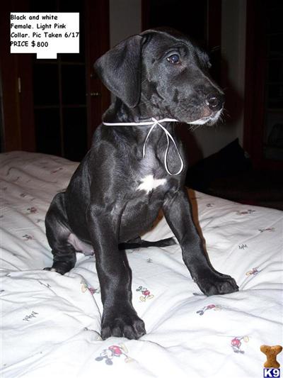 Great Dane Puppies for Sale