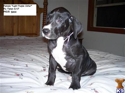 Great Dane Puppies for Sale