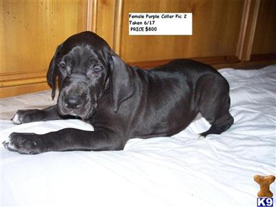 Great Dane Puppies for Sale