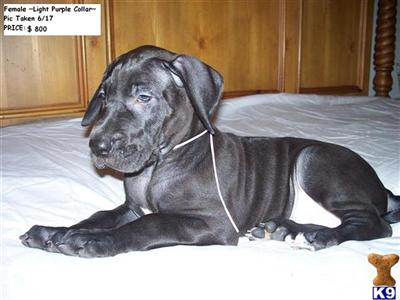 Great Dane Puppies for Sale