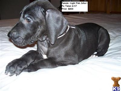 Great Dane Puppies for Sale