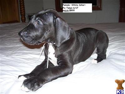 Great Dane Puppies for Sale